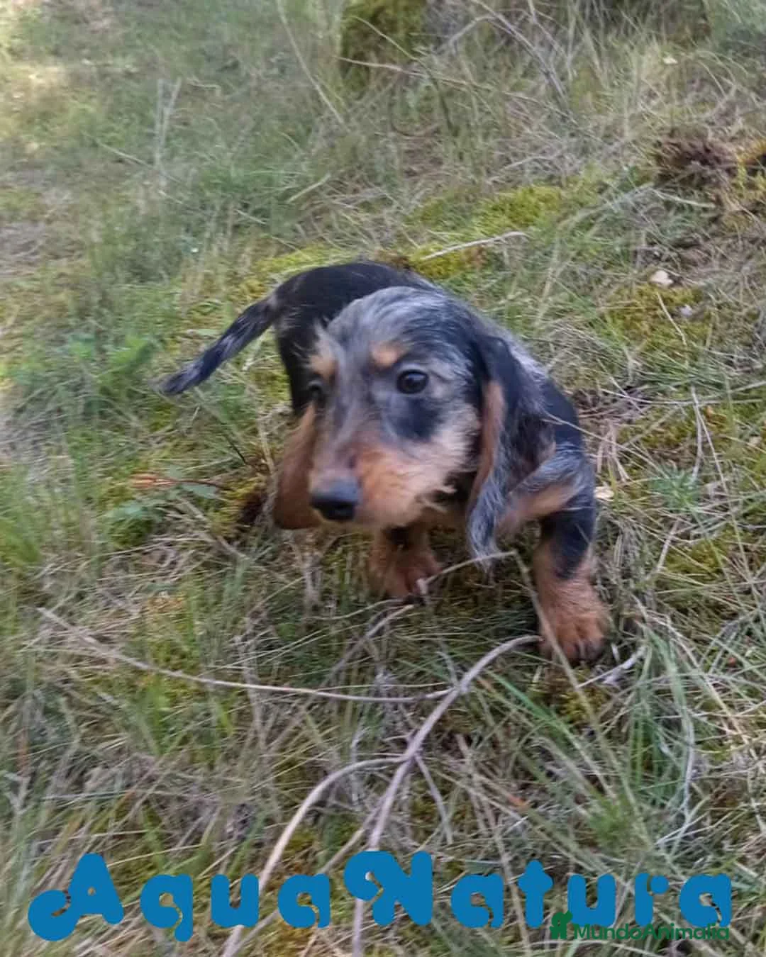 Teckel perros en venta: Teckel Macho Pelo Largo 2017 AQUANATURA - Anuncio 14