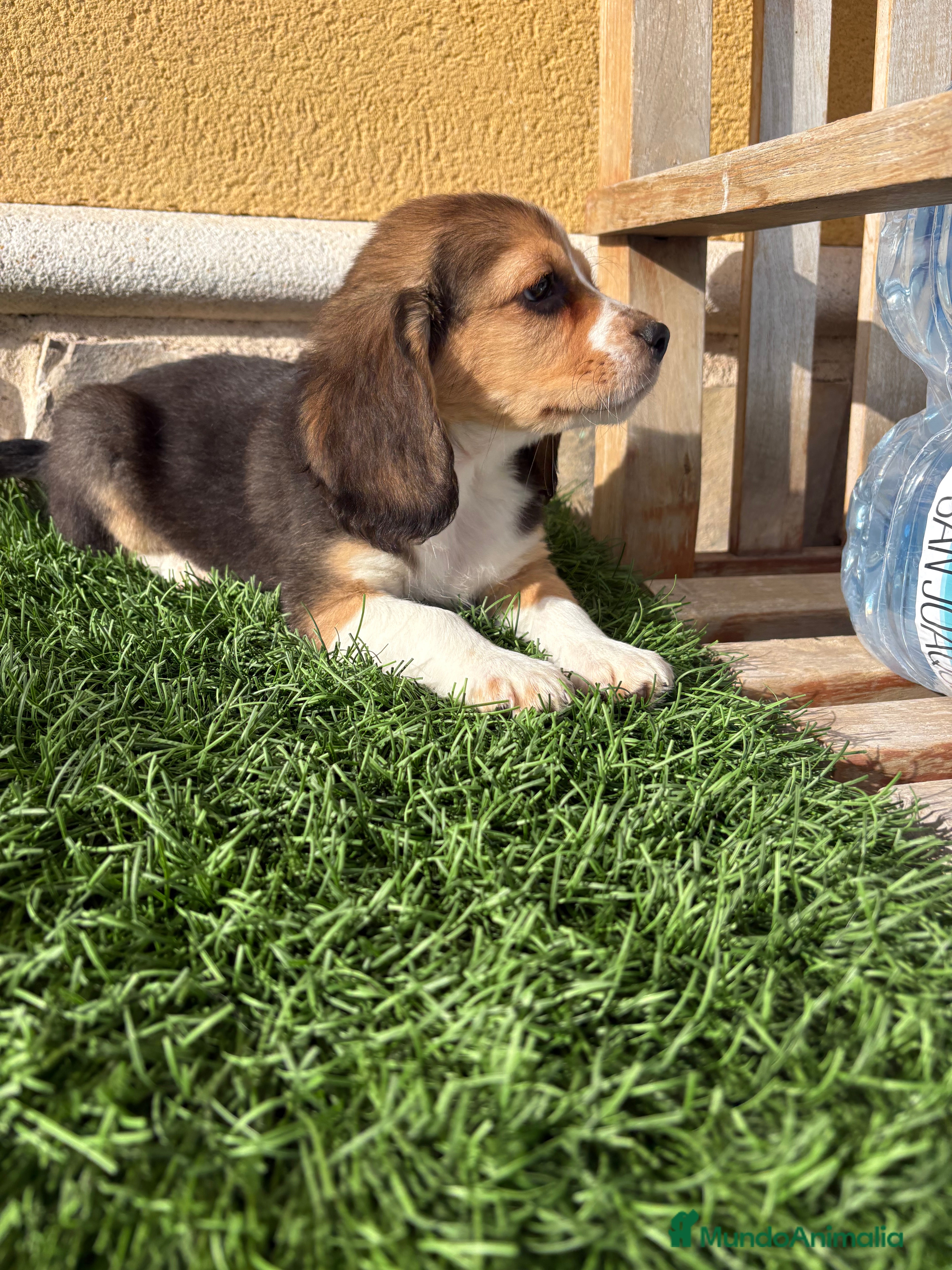 Beagle perros Espectacular cachorro de Beagle - Anuncio 2