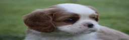 Cavalier King Charles Spaniel perros en venta: cachorro calidad compañia - Anuncio 3