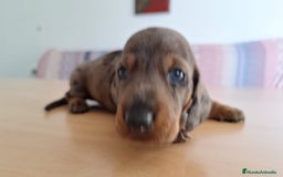Teckel perros en venta: Teckel kaninchen  - Imagen 5