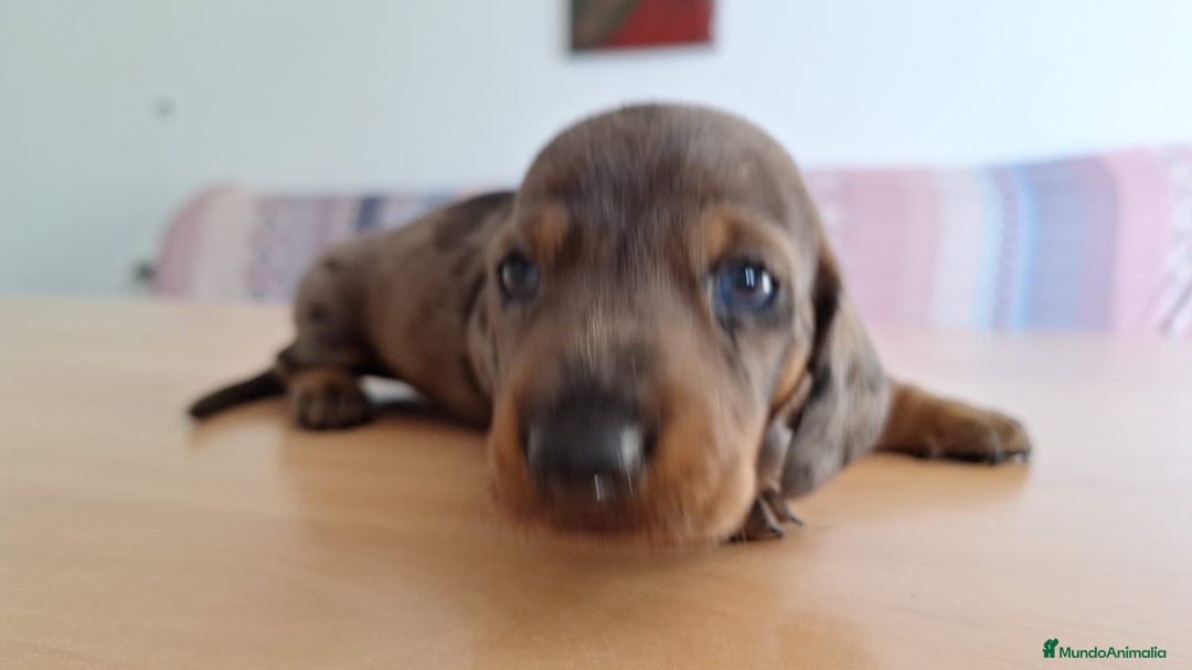 Teckel perros en venta: Teckel kaninchen  - Imagen 5