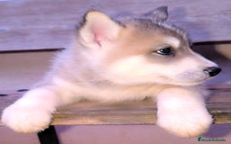 Husky Siberiano perros en venta: cachorros de husky siberiano - Imagen 22