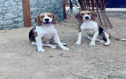 Beagle perros en venta: Beagles para entregar  - Imagen 7