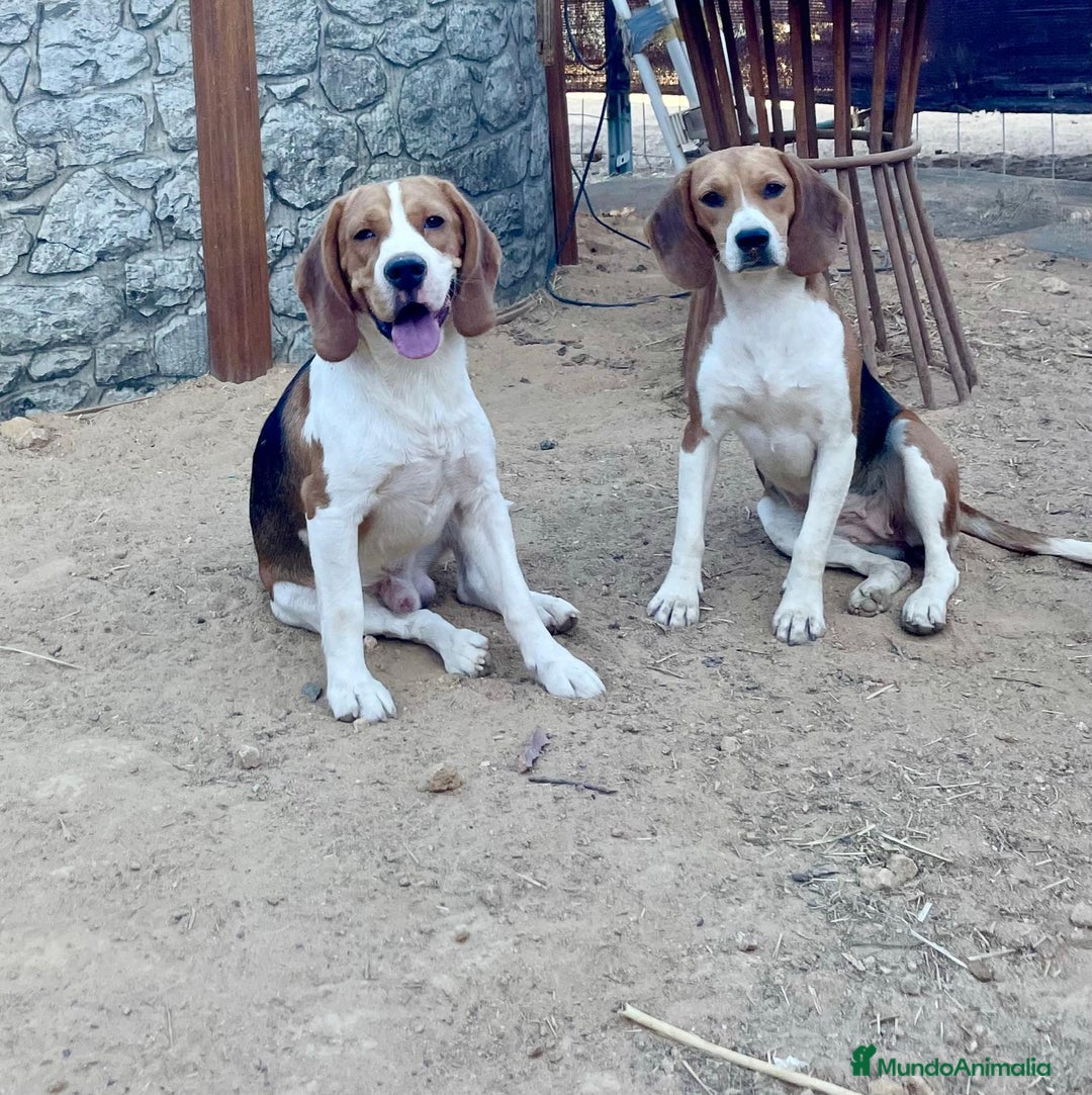 Beagle perros en venta: Beagles para entregar  - Imagen 7