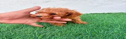 Caniche Toy perros en venta: Caniche mini toy  - Anuncio 2