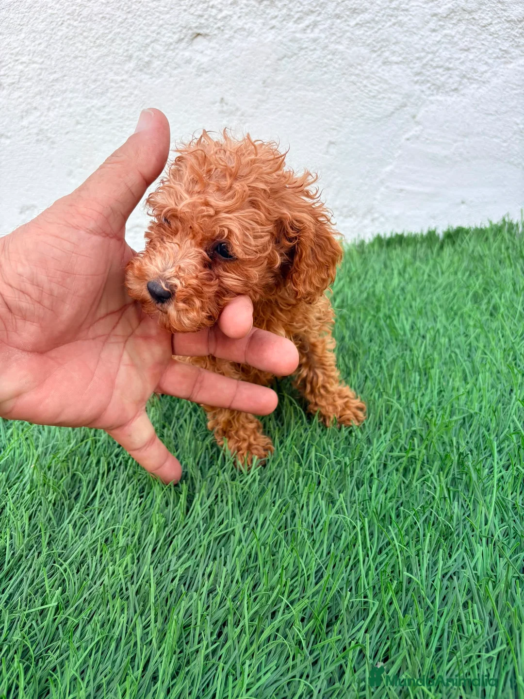 Caniche Toy perros en venta: Caniche mini toy  - Anuncio 2