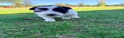 Border Collie perros en venta: Border collie - Anuncio 7