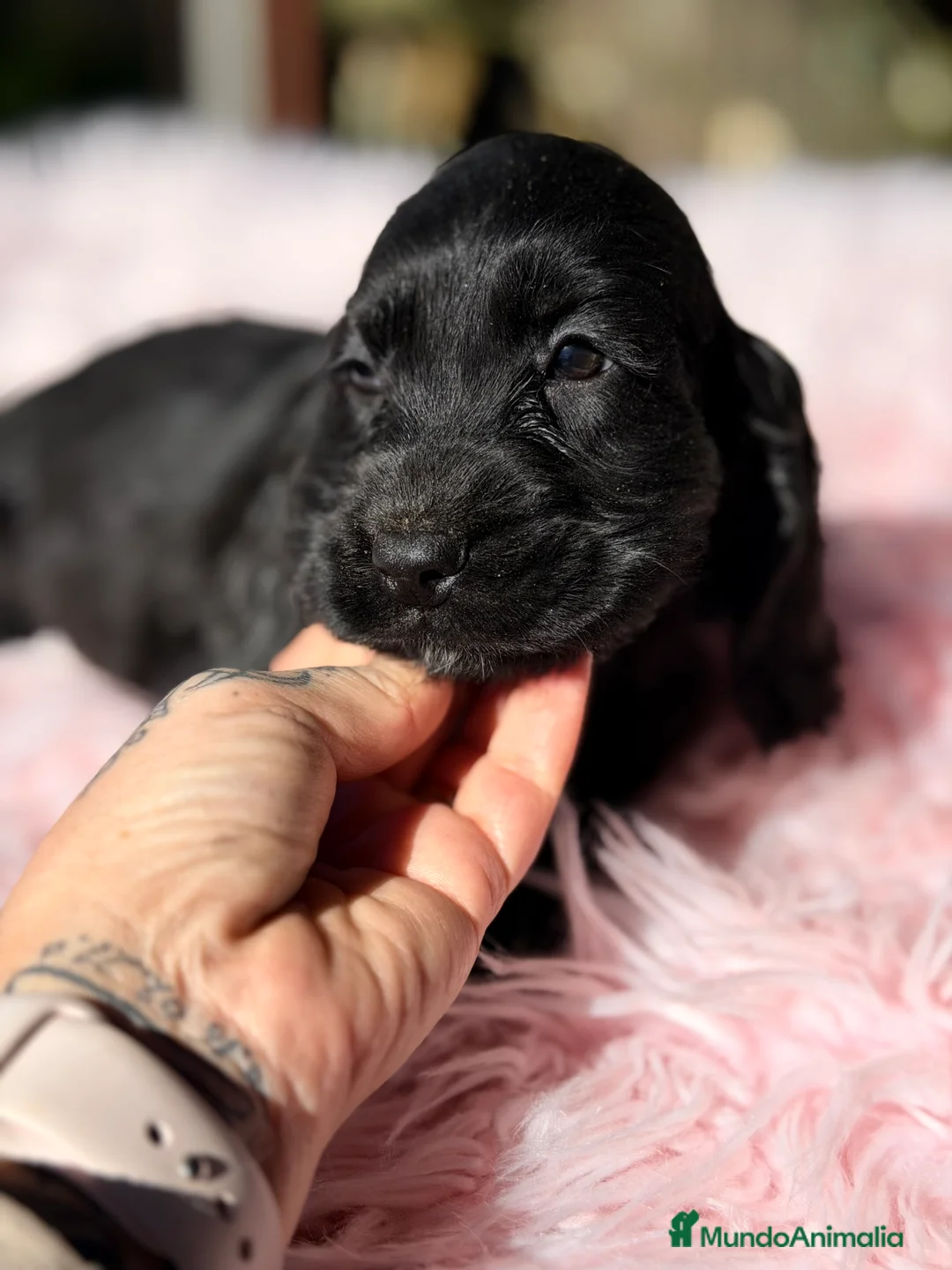 Cocker Spaniel Inglés perros en venta: Cocker inglés hembra negra  - Anuncio 3