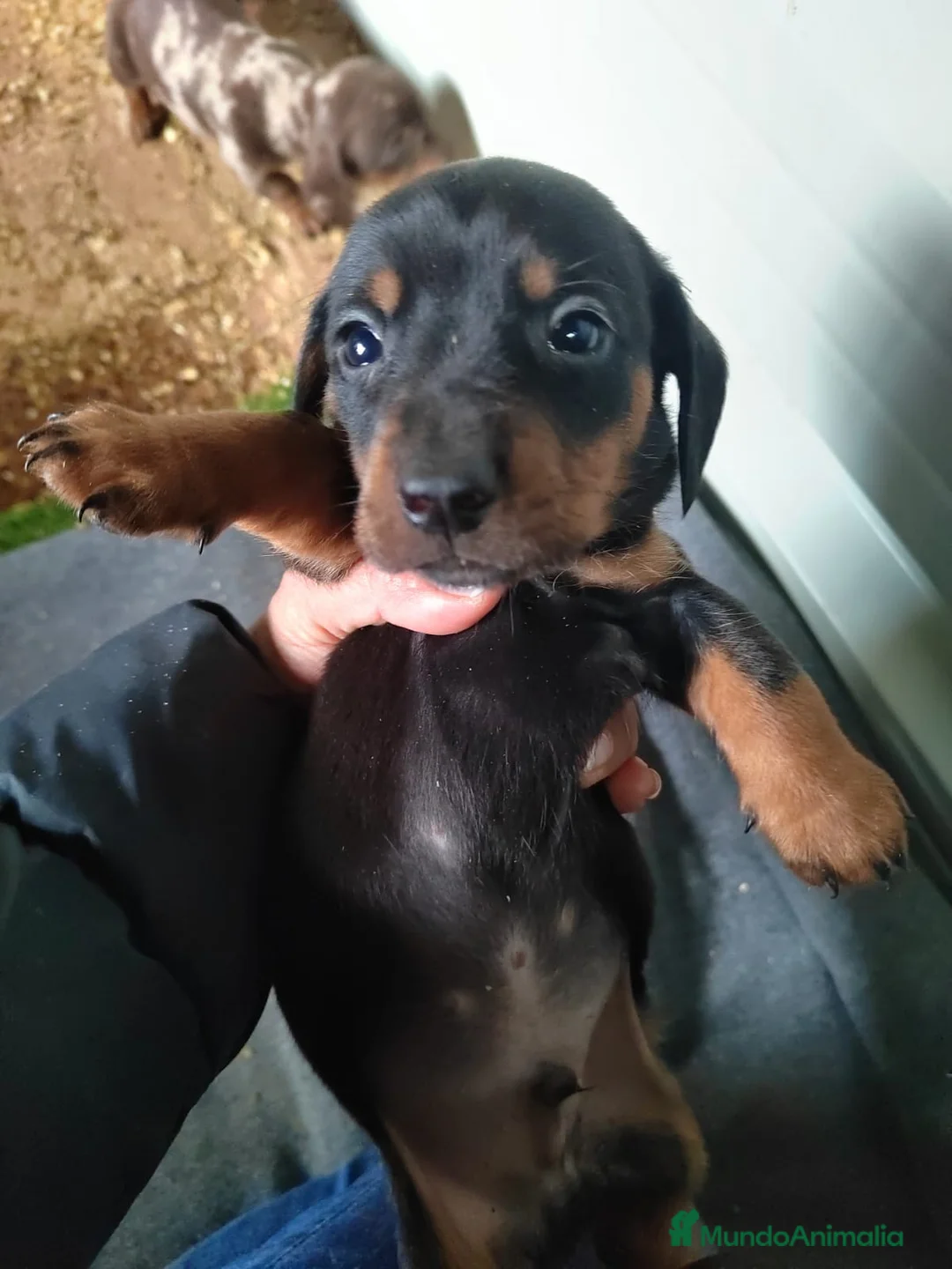 Teckel Miniatura perros en venta: Camada de Teckel Arlequin Miniatura - Anuncio 8