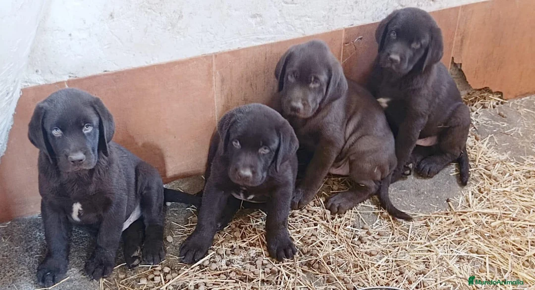 Labrador Retriever perros en venta: Cachorros de Labrador chocolate - Anuncio 4
