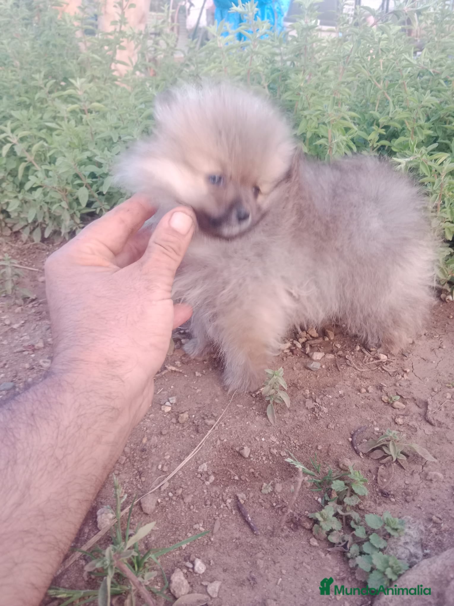 Pomerania perros Camada de Pomerania en Granada - Anuncio 2