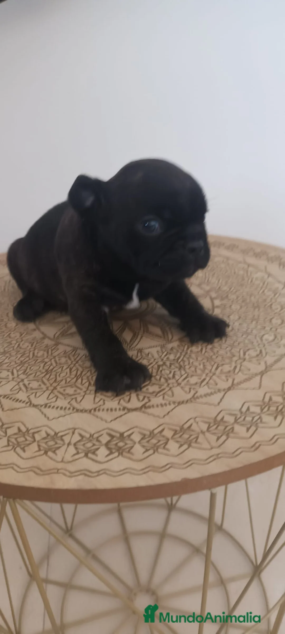 Bulldog Francés perros en venta: Bulldog Francés - Anuncio 4