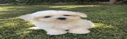 Bichón Maltés perros en venta: CACHORROS DE BICHON MALTES - Anuncio 1