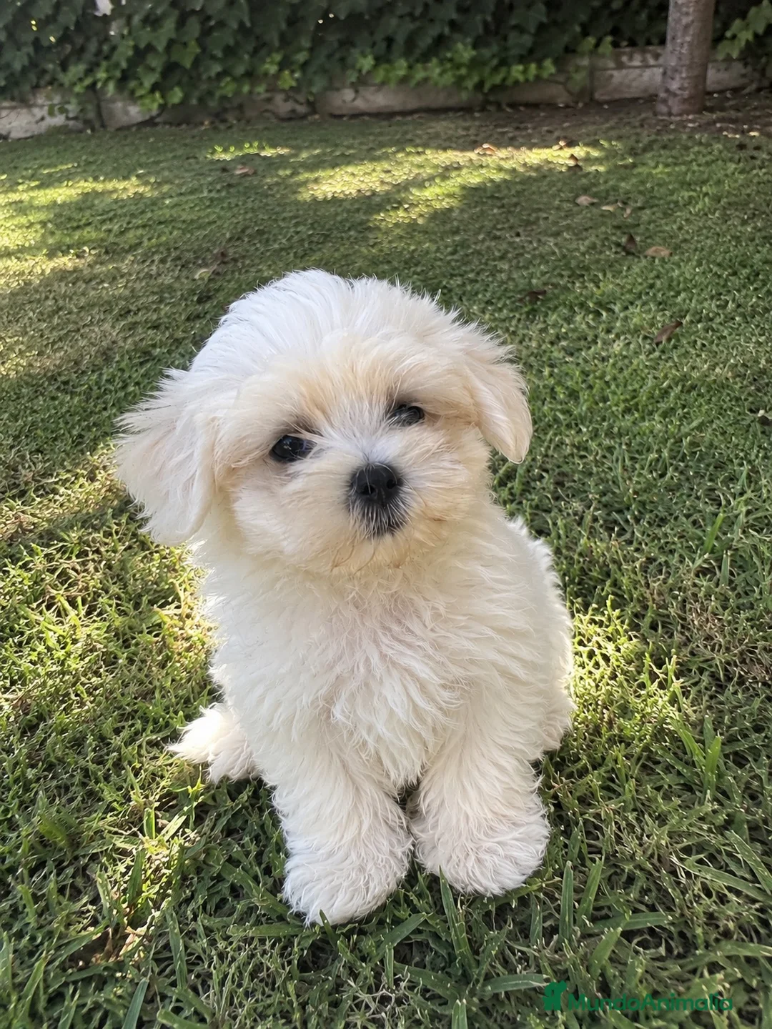 Bichón Maltés perros en venta: CACHORROS DE BICHON MALTES - Anuncio 1
