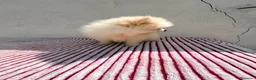 Pomerania perros en venta: Lulu de Pomerania toy  - Anuncio 8