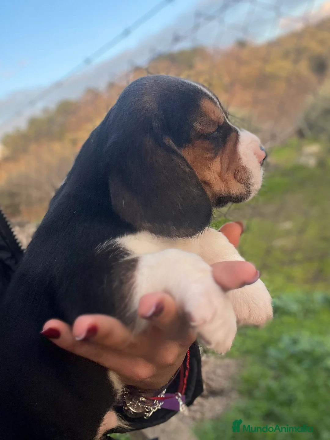 Beagle perros en venta: Beagle cachorros  - Anuncio 7