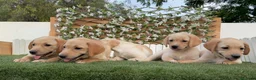 Labrador Retriever perros en venta: LABRADOR RETRIEVER - Anuncio 11