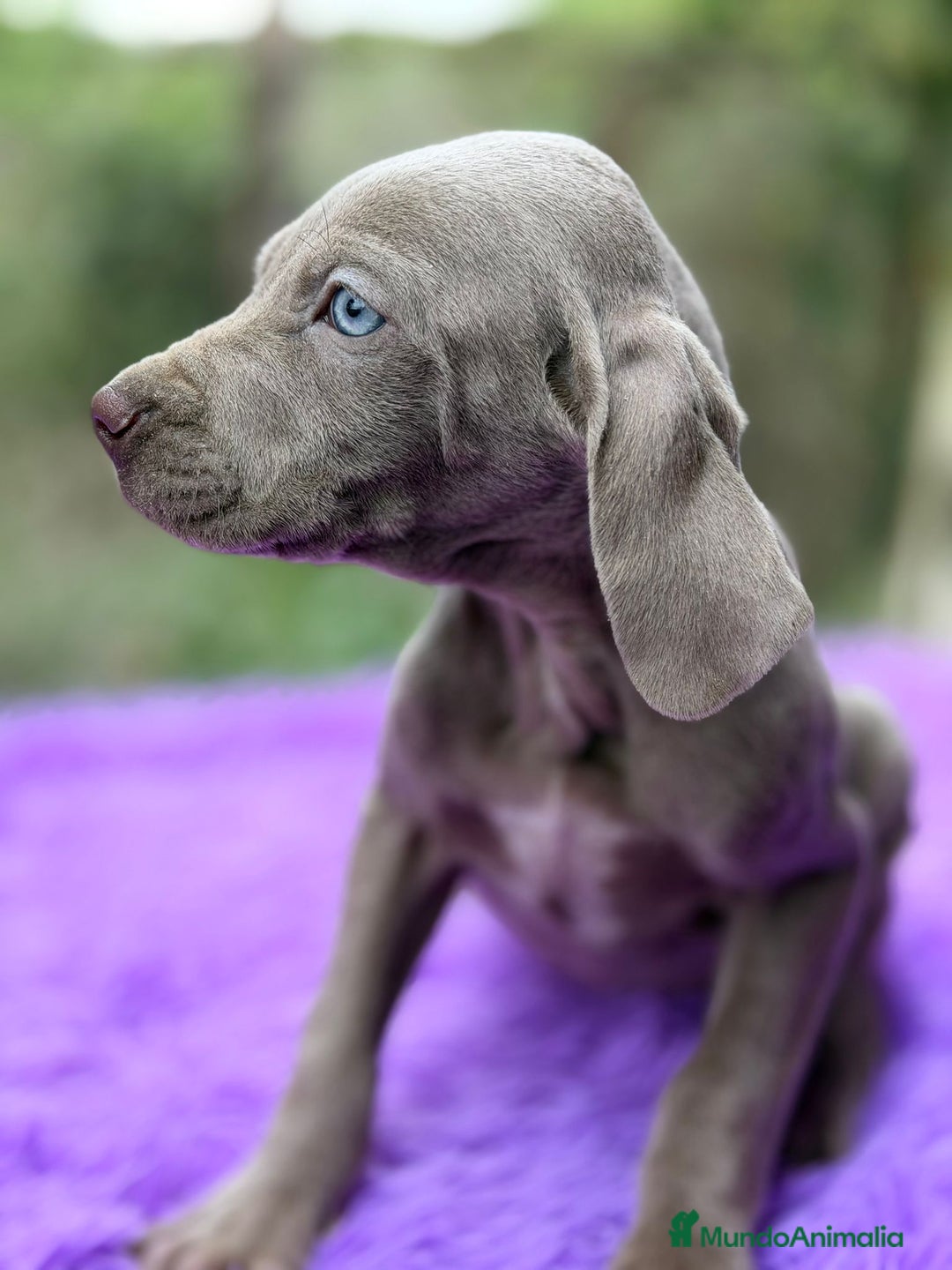 Weimaraner perros en venta: Braco de weimar hembra - Anuncio 6