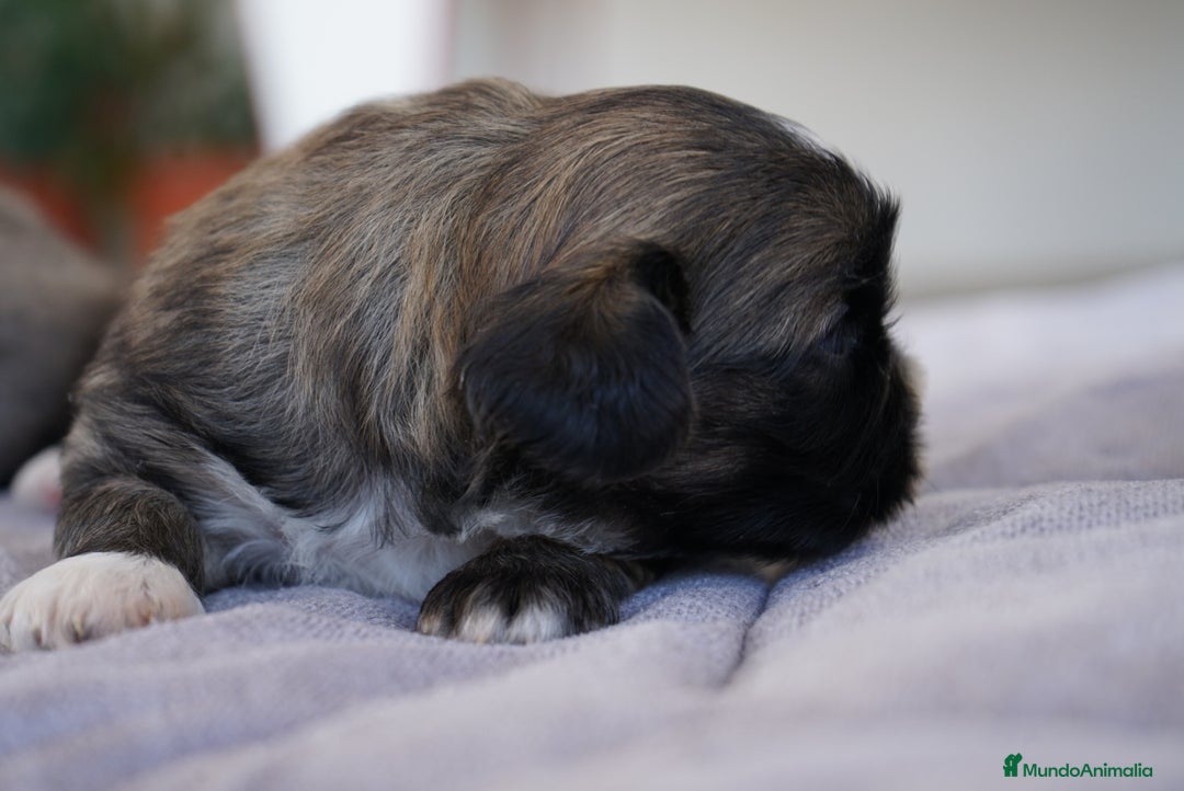 Maltipoo perros en venta: 🐾 Lotus, Maxi y Bom – Maltipoos únicos 🐾 - Imagen 3