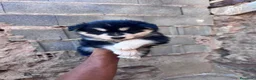 Husky Siberiano perros en venta: Disponible huskys de Calidad  - Anuncio 3