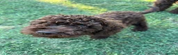 Perro de Agua Español perros en venta: perro de aguas cachorros  - Anuncio 4