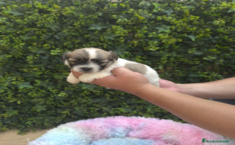 Shih Tzu perros - Propaganda 2