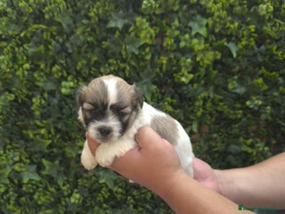 Shih Tzu perros - Anuncio 6