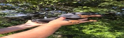 Teckel Miniatura perros en venta: Teckel miniatura guapísimos ❤️💯💙 - Anuncio 17
