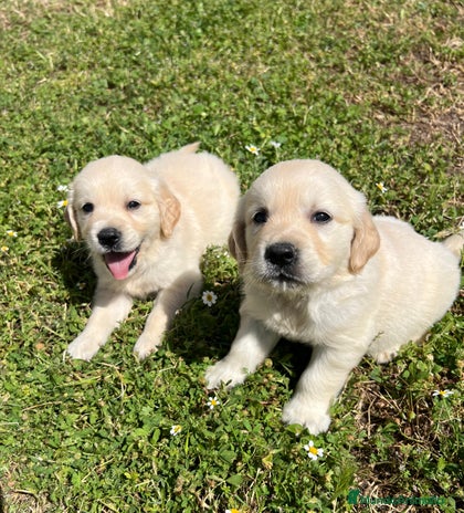 Golden Retriever perros - Anuncio 16