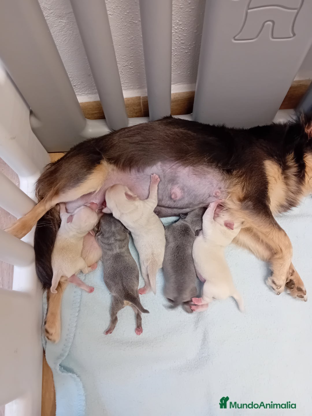 Chihuahua perros en venta: Chihuahua en Sevilla - Anuncio 1