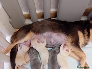 Chihuahua perros Chihuahua en Sevilla - Anuncio 2