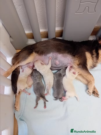 Chihuahua perros Chihuahua en Sevilla - Anuncio 1