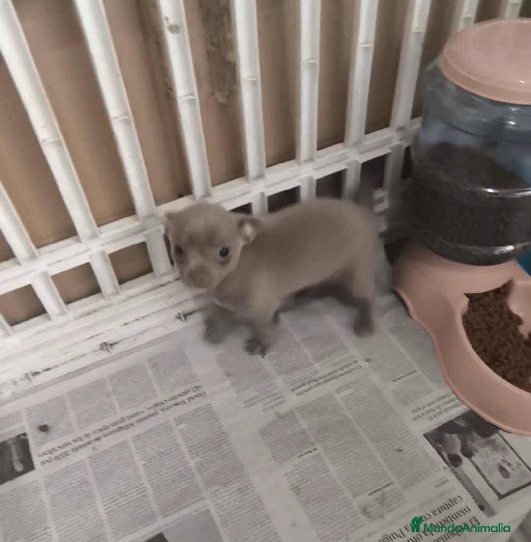 Chihuahua perros en venta: Chihuahua mini en Curtis la coruña - Anuncio 3