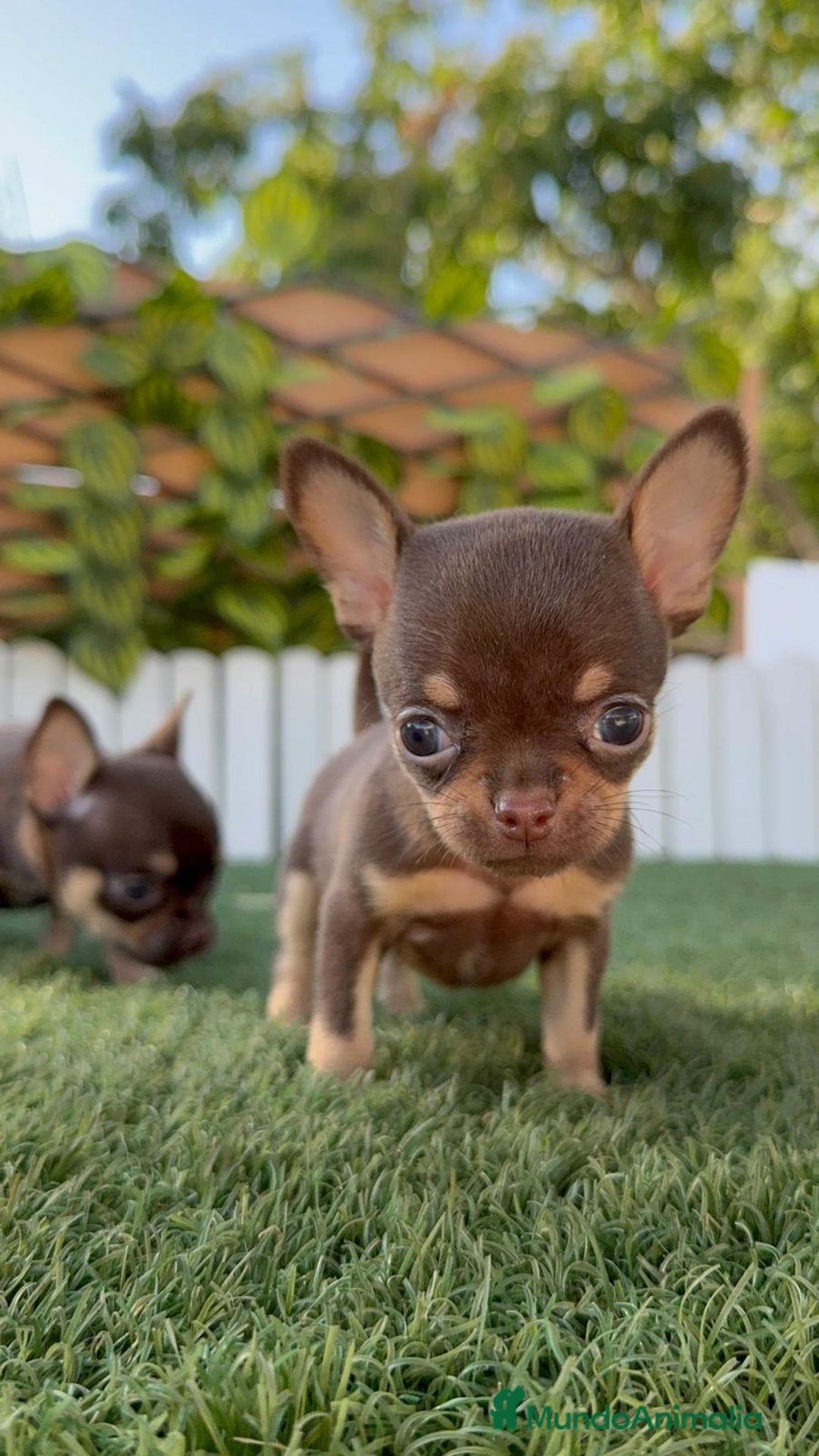Chihuahua perros en venta: CHIHUAHUA CHOCOLATE & TAN - Imagen 2