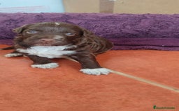 Perro de Agua Americano perros en venta: Perro de agua  - Imagen 2