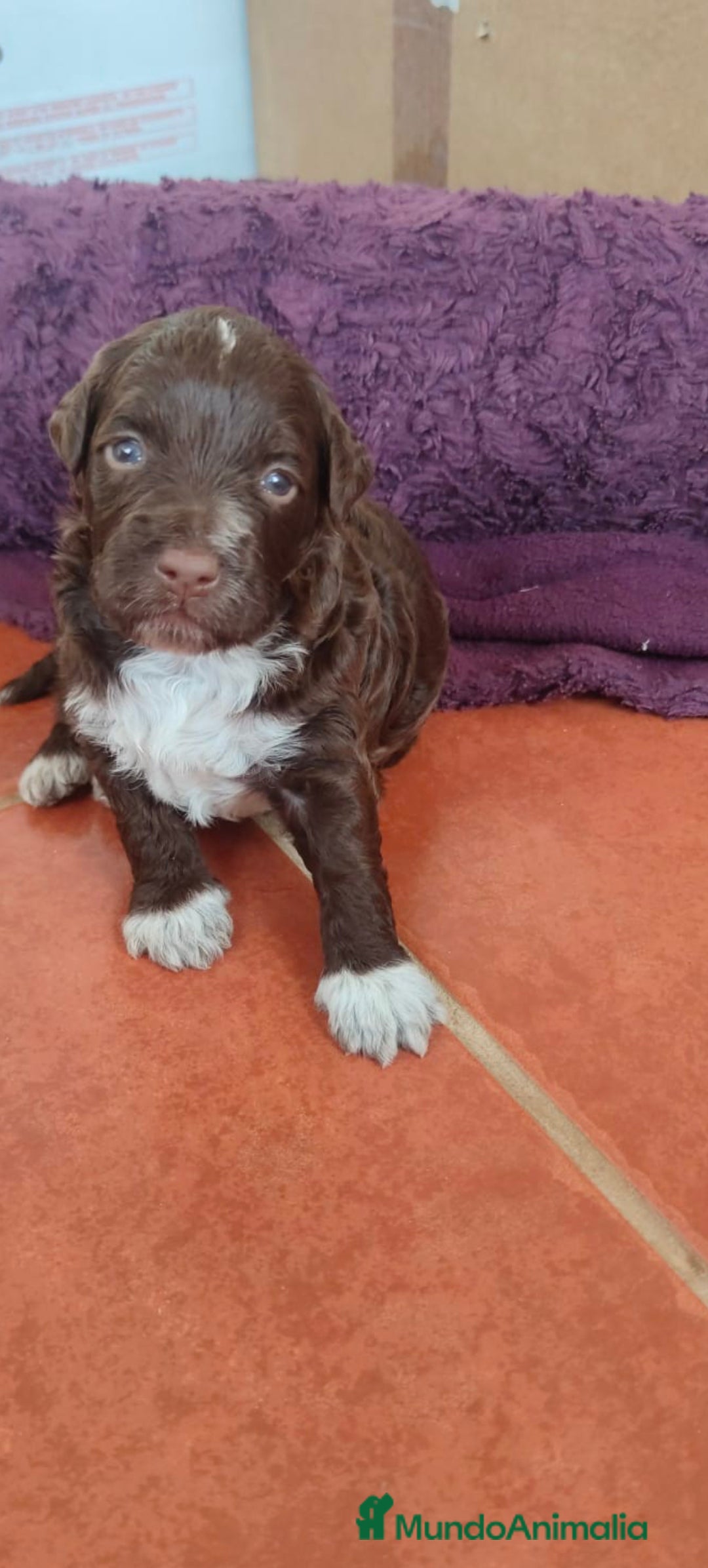 Perro de Agua Americano perros en venta: Perro de agua  - Imagen 2