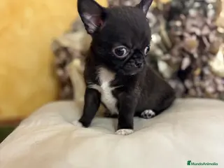 Chihuahua perros Chihuahua línea rusa excelente morfología!! - Anuncio 2