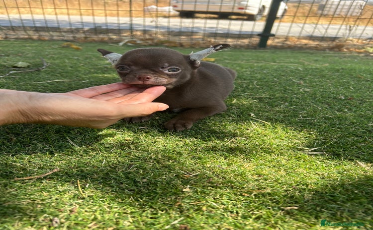 Chihuahua perros - Anuncio 1
