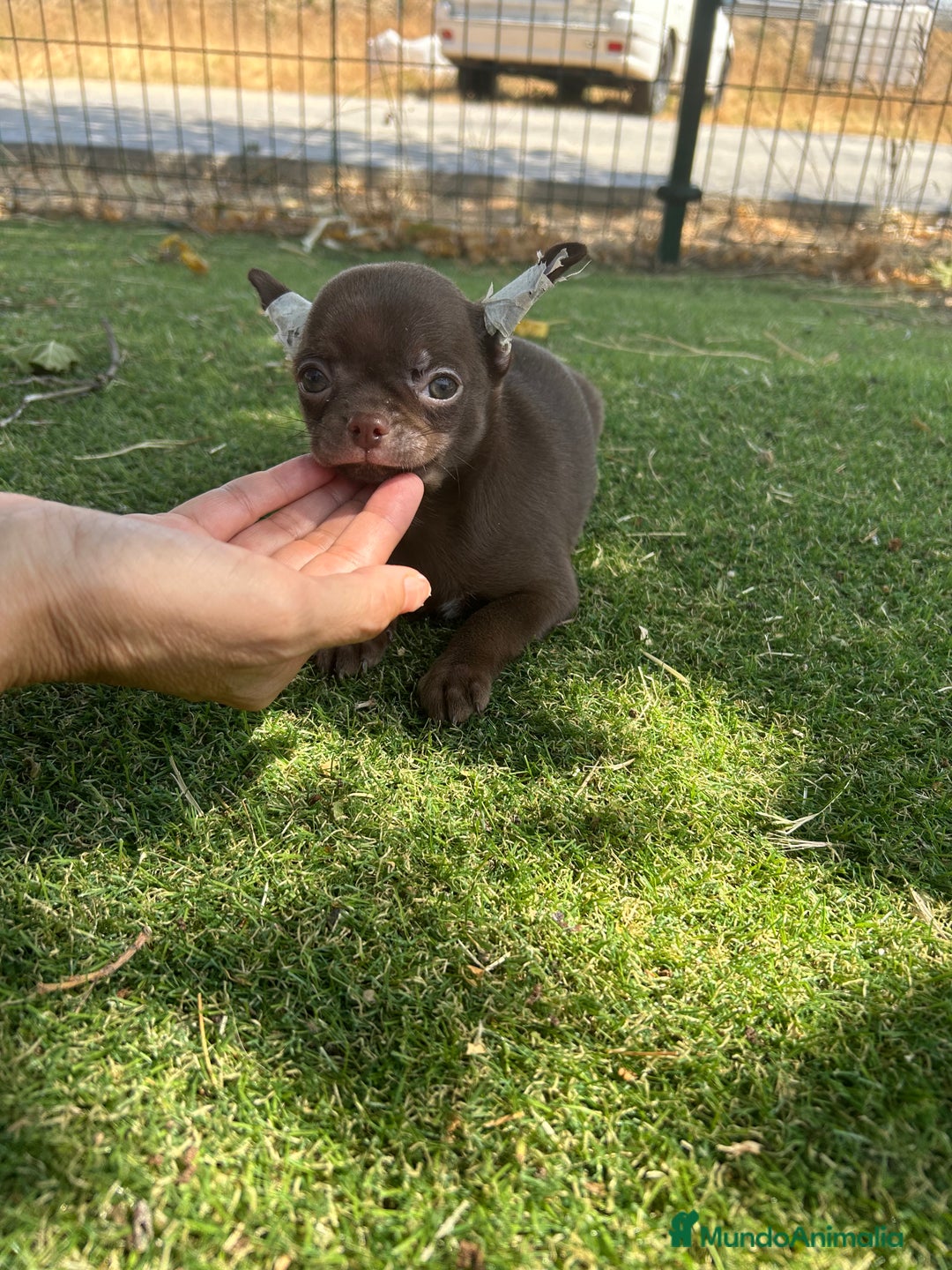 Chihuahua perros en venta: Chihuahua top del Valle  - Imagen 1