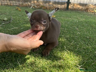 Chihuahua perros - Anuncio 40