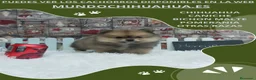 Pomerania perros en venta: IMPRESIONANTES CACHORRITOS DE POMERANIAS  - Anuncio 7