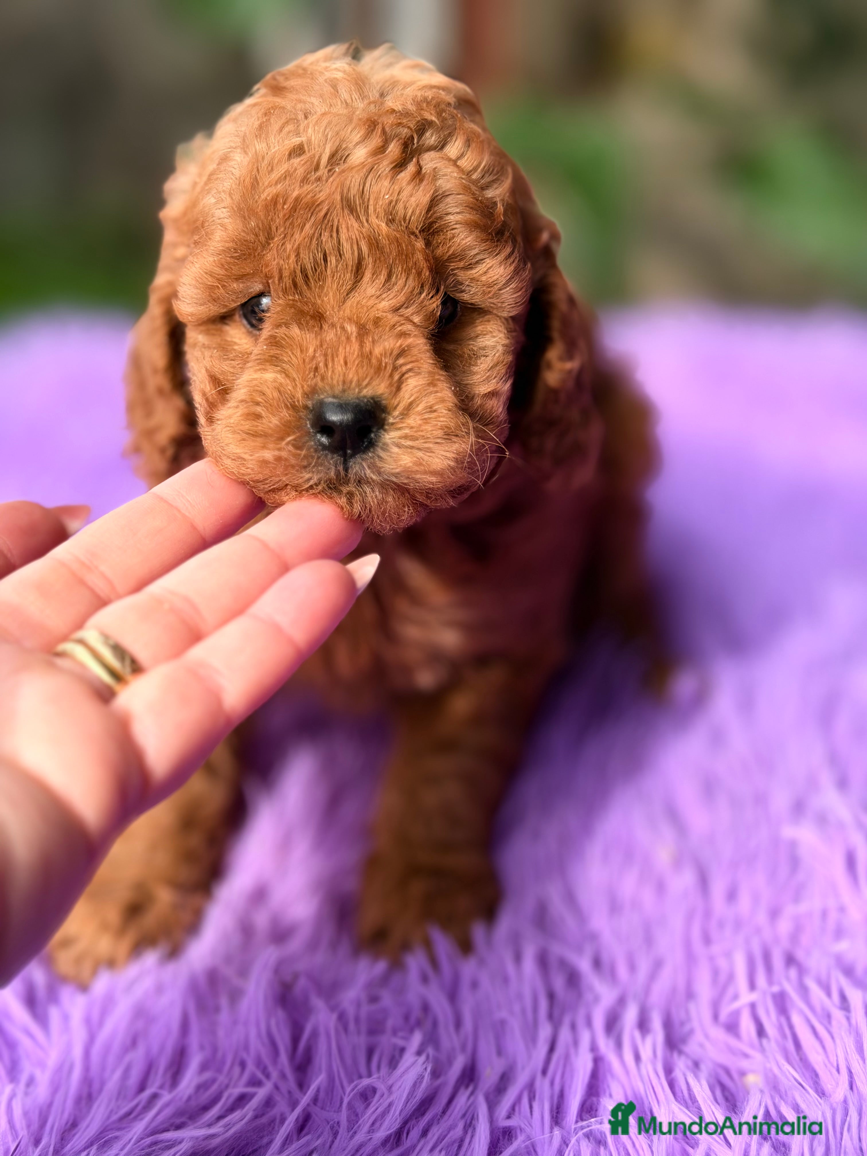Raza Mixta perros Caniche mini  - Anuncio 2