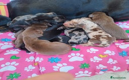 Teckel Miniatura perros en venta: Teckel miniatura  - Imagen 1