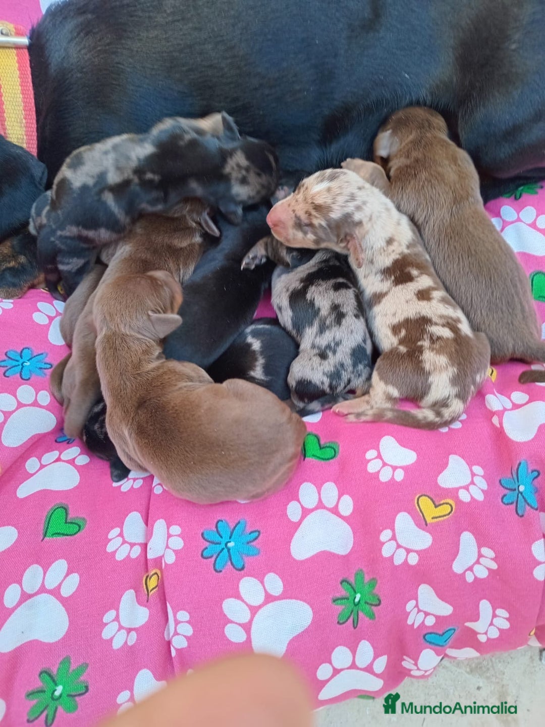Teckel Miniatura perros en venta: Teckel miniatura  - Imagen 1