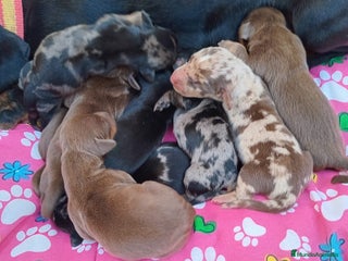 Teckel Miniatura perros - Anuncio 1