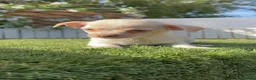 Chihuahua perros en venta: CHIHUAHUA- MACHO - Anuncio 4