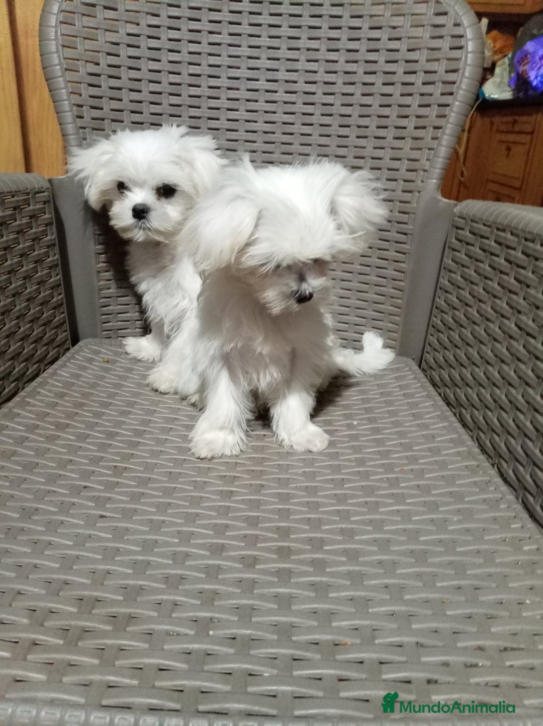 Bichón Maltés perros en venta: Bicho maltés toy - Anuncio 3