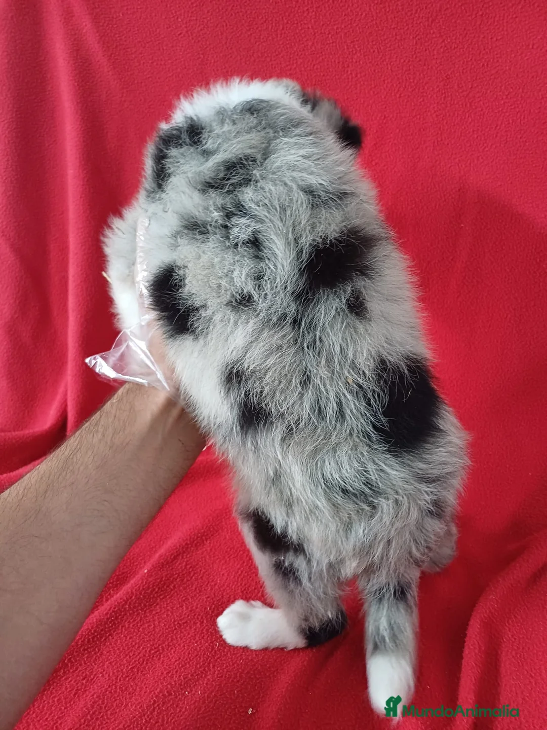 Border Collie perros en venta: Border Collie Merle  - Anuncio 4