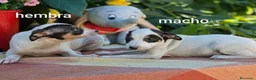 Ratonero Bodeguero Andaluz perros en venta: Bodeguero andaluz - Anuncio 3