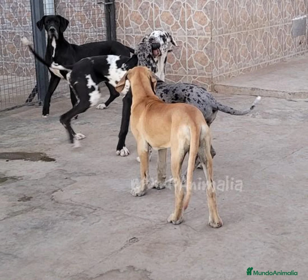 Imagen de galería {{count}}